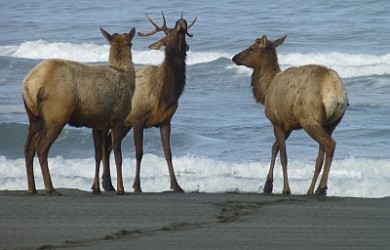 elk-on-beach-the-singing-path