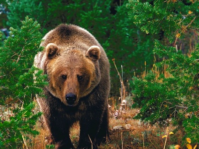 Forest_Wild_Grizzly_Bear-400